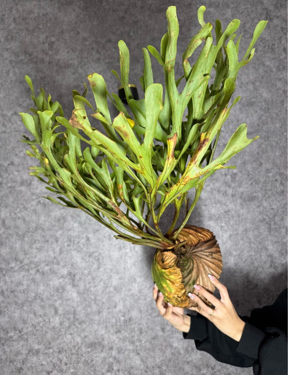 最大級・横幅約1m* バケモノ▽P.ridleyi Wild Central Borneo 最大級・横幅約1m* バケモノ▽P.ridleyi Wild Central Borneo