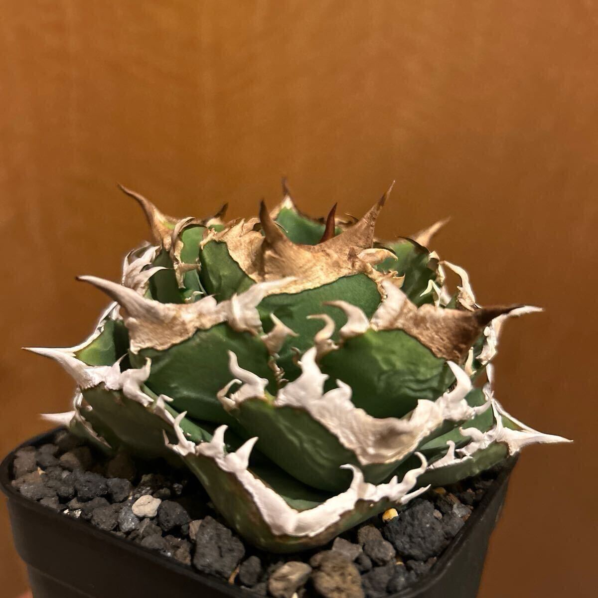 1円 アガベ チタノタ ノーネーム 実生 親株 AGAVE TITANOTA 1円 アガベ チタノタ ノーネーム 実生 親株 AGAVE TITANOTA