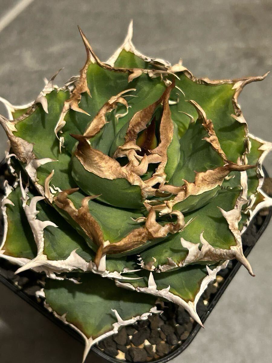 1円 アガベ チタノタ ノーネーム 実生 親株 AGAVE TITANOTA 1円 アガベ チタノタ ノーネーム 実生 親株 AGAVE TITANOTA