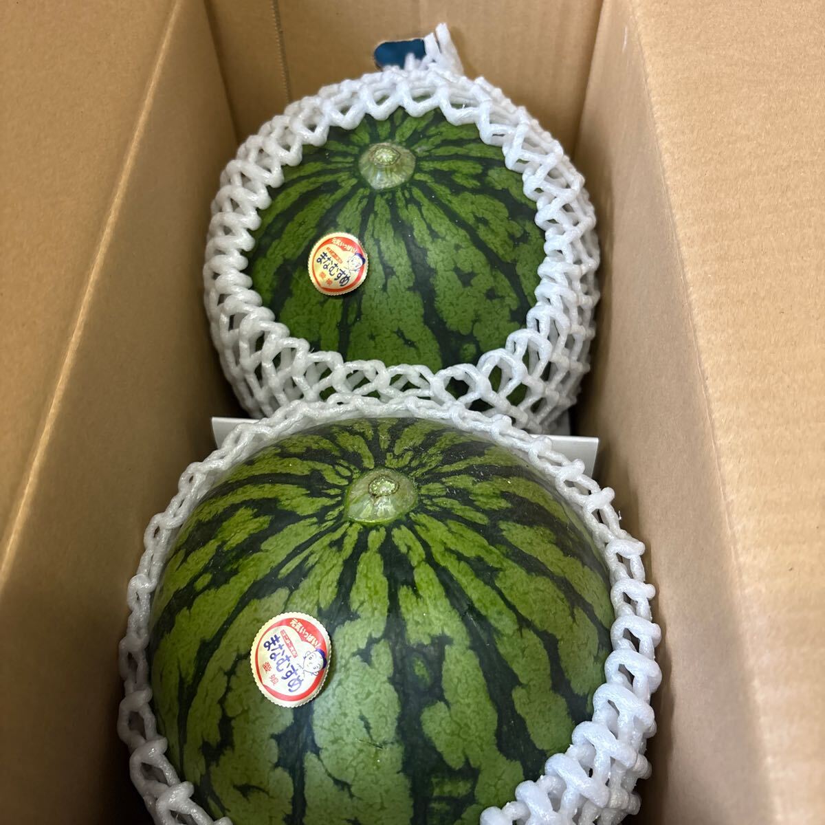 送料込み 熊本産 小玉 すいか 4L 2玉 4/20発送予定 箱込み約6.5 送料込み 熊本産 小玉 すいか 4L 2玉 4/20発送予定 箱込み約6.5