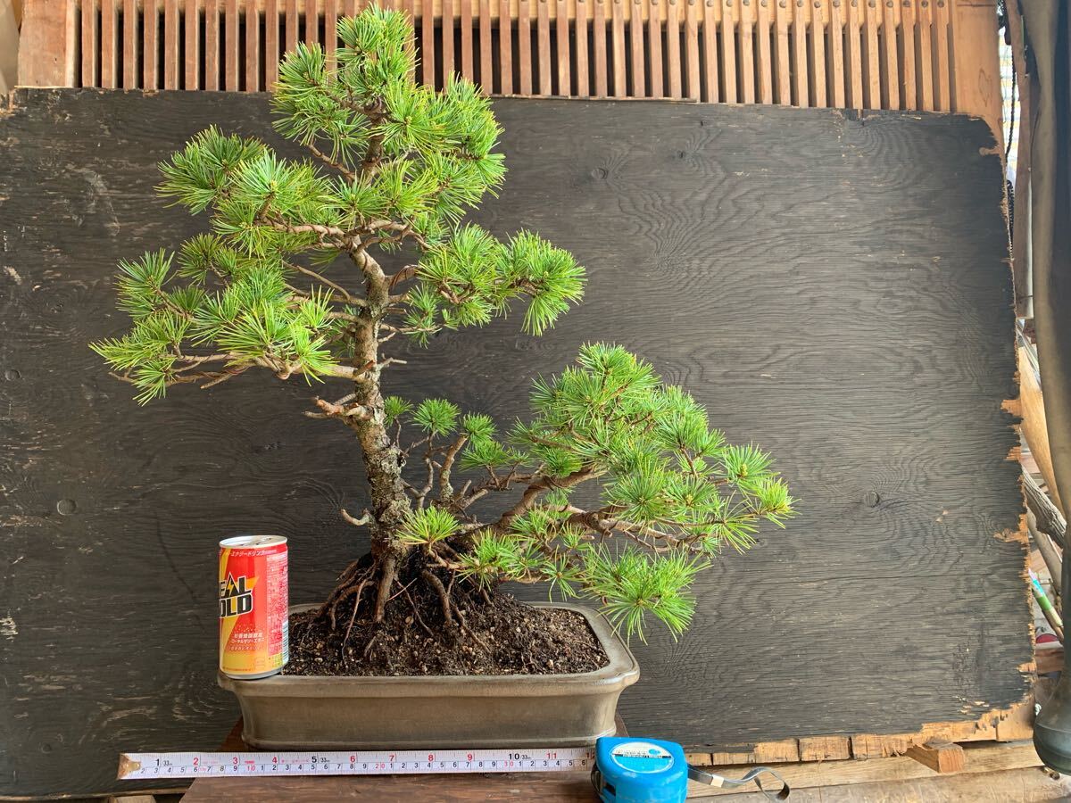 吾妻五葉松盆栽 本格優良素材!時代葉性抜群!鉢は名工 佳山 吾妻五葉松盆栽 本格優良素材!時代葉性抜群!鉢は名工 佳山