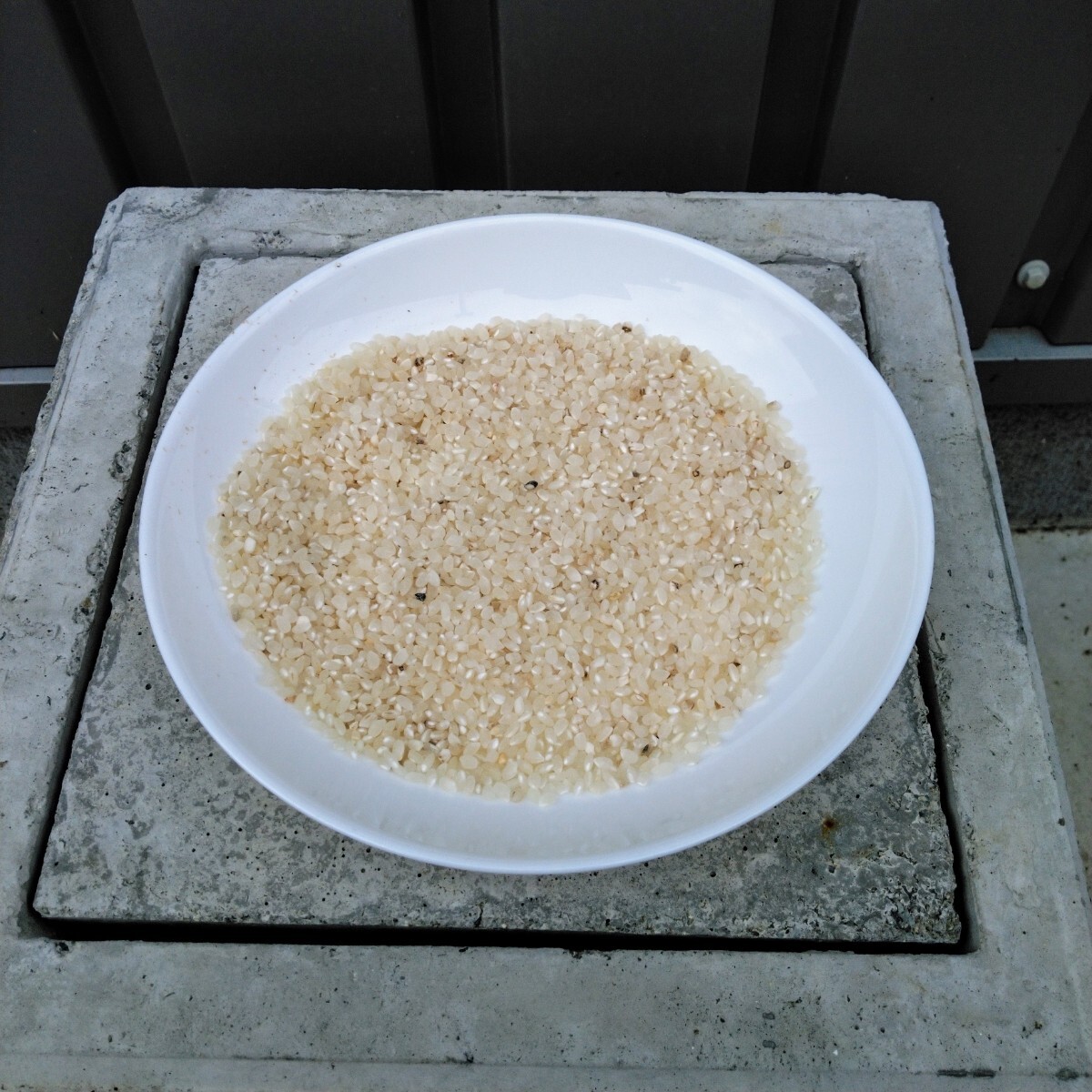 こしひかり くず米 着色米 折れ米 9kg 飼料用米 鳥のエサ 小動物 こしひかり くず米 着色米 折れ米 9kg 飼料用米 鳥のエサ 小動物