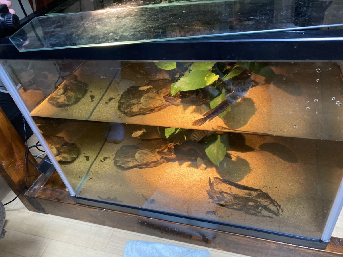 業者高評価水槽ろ材 高品質納豆菌入り多孔質角棒ろ材 20+4新品未 業者高評価水槽ろ材 高品質納豆菌入り多孔質角棒ろ材 20+4新品未