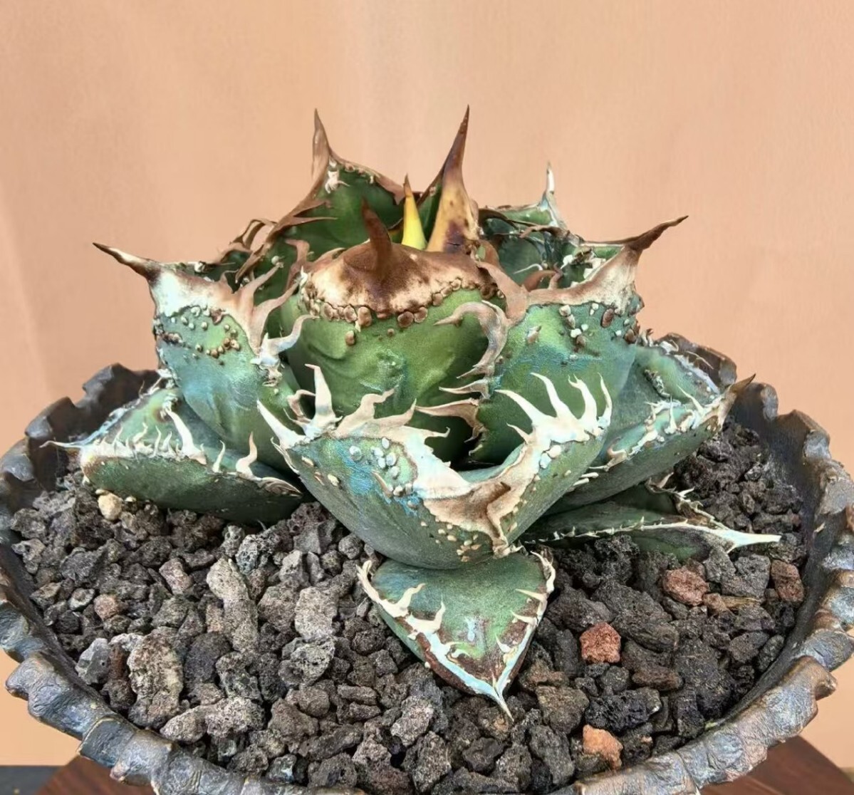 Lj_plants】Q639 多肉植物 アガベ チタノタ Agave titanota'Hyou Lj_plants】Q639 多肉植物 アガベ チタノタ Agave titanota'Hyou