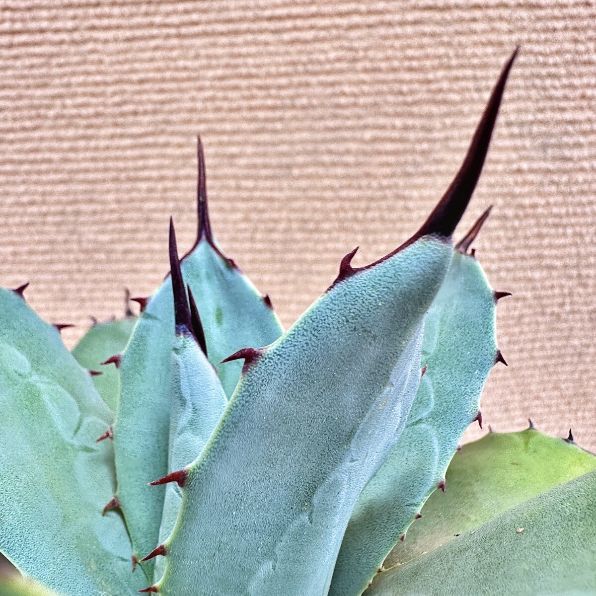 Lj_plants】Q107 多肉植物 アガベ 吉祥天パリー ホーチエンシス Lj_plants】Q107 多肉植物 アガベ 吉祥天パリー ホーチエンシス