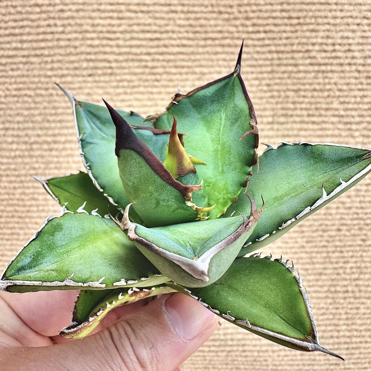 Lj_plants】Q242 厳選 アガベ チタノタ実生 厳選極上強棘 大甲蓋 Lj_plants】Q242 厳選 アガベ チタノタ実生 厳選極上強棘 大甲蓋