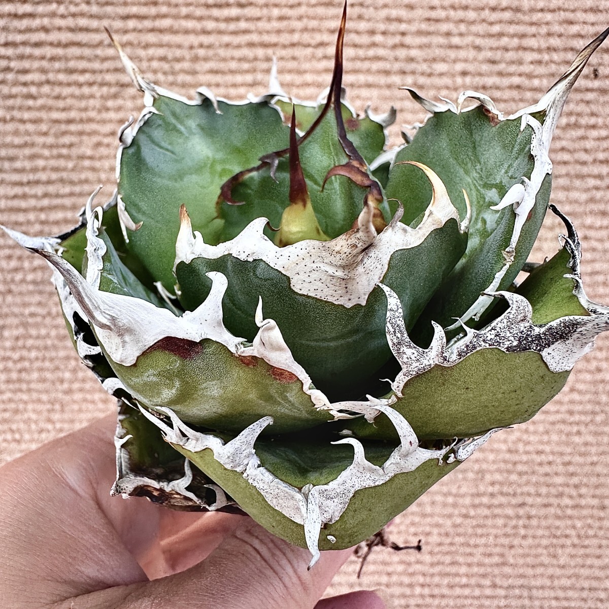 Lj_plants】Q330 激レア高級品種 アガベ チタノタ 白鯨 極上強棘 Lj_plants】Q330 激レア高級品種 アガベ チタノタ 白鯨 極上強棘