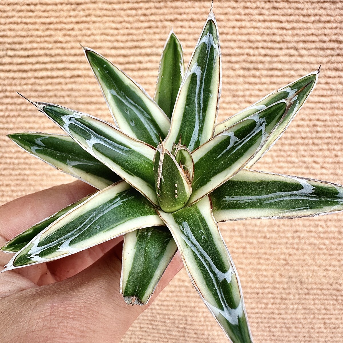 Lj_plants】Q414 多肉植物 アガベ 丸叶氷山 特殊錦 覆輪錦 極上 Lj_plants】Q414 多肉植物 アガベ 丸叶氷山 特殊錦 覆輪錦 極上