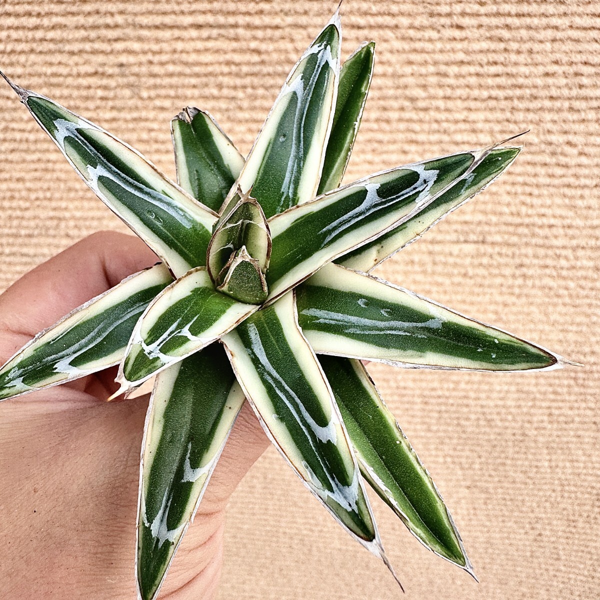 Lj_plants】Q414 多肉植物 アガベ 丸叶氷山 特殊錦 覆輪錦 極上 Lj_plants】Q414 多肉植物 アガベ 丸叶氷山 特殊錦 覆輪錦 極上