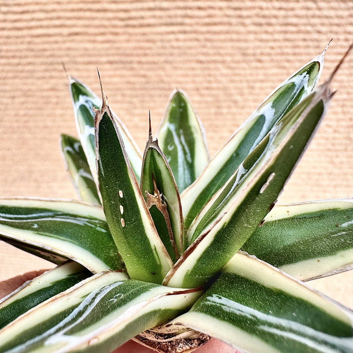 Lj_plants】Q414 多肉植物 アガベ 丸叶氷山 特殊錦 覆輪錦 極上 Lj_plants】Q414 多肉植物 アガベ 丸叶氷山 特殊錦 覆輪錦 極上
