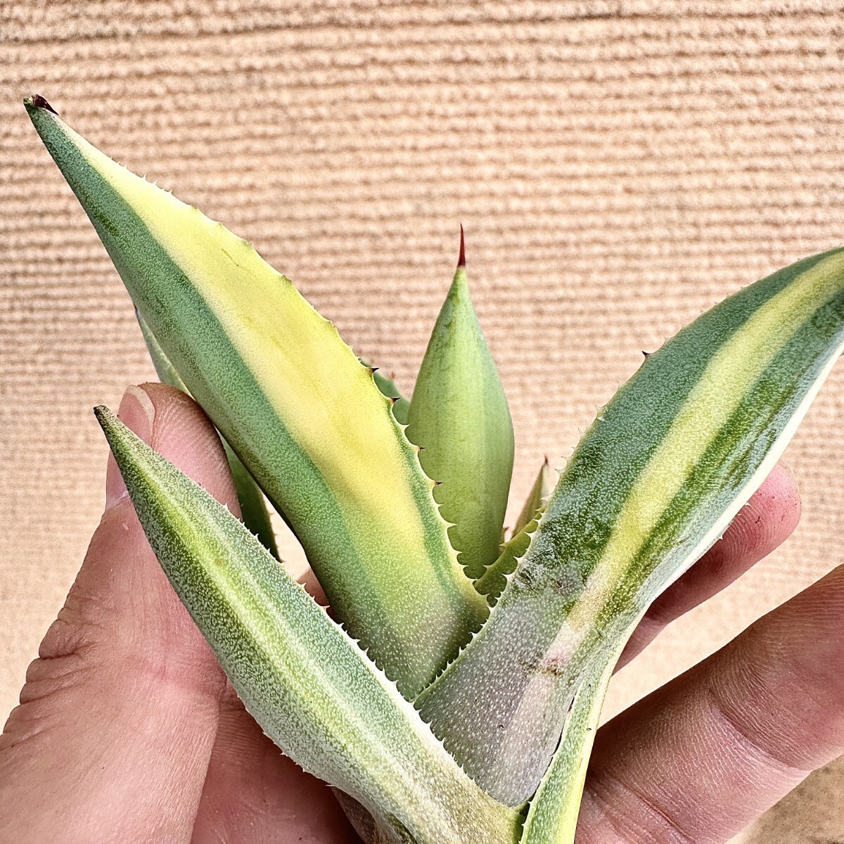 Lj_plants】Q422 新種の先発です 多肉植物 アガベ Isthmensis x Lj_plants】Q422 新種の先発です 多肉植物 アガベ Isthmensis x