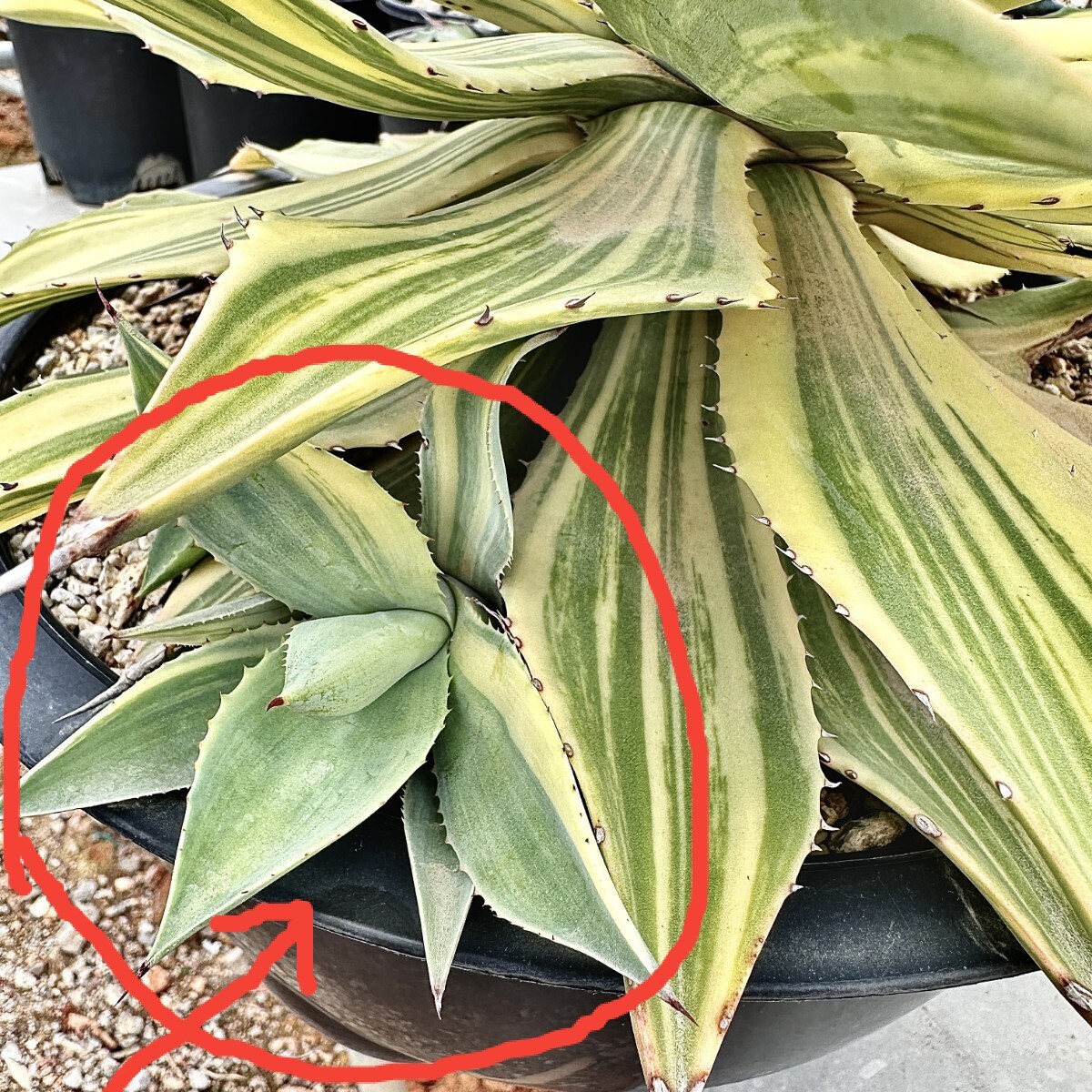 Lj_plants】Q422 新種の先発です 多肉植物 アガベ Isthmensis x Lj_plants】Q422 新種の先発です 多肉植物 アガベ Isthmensis x