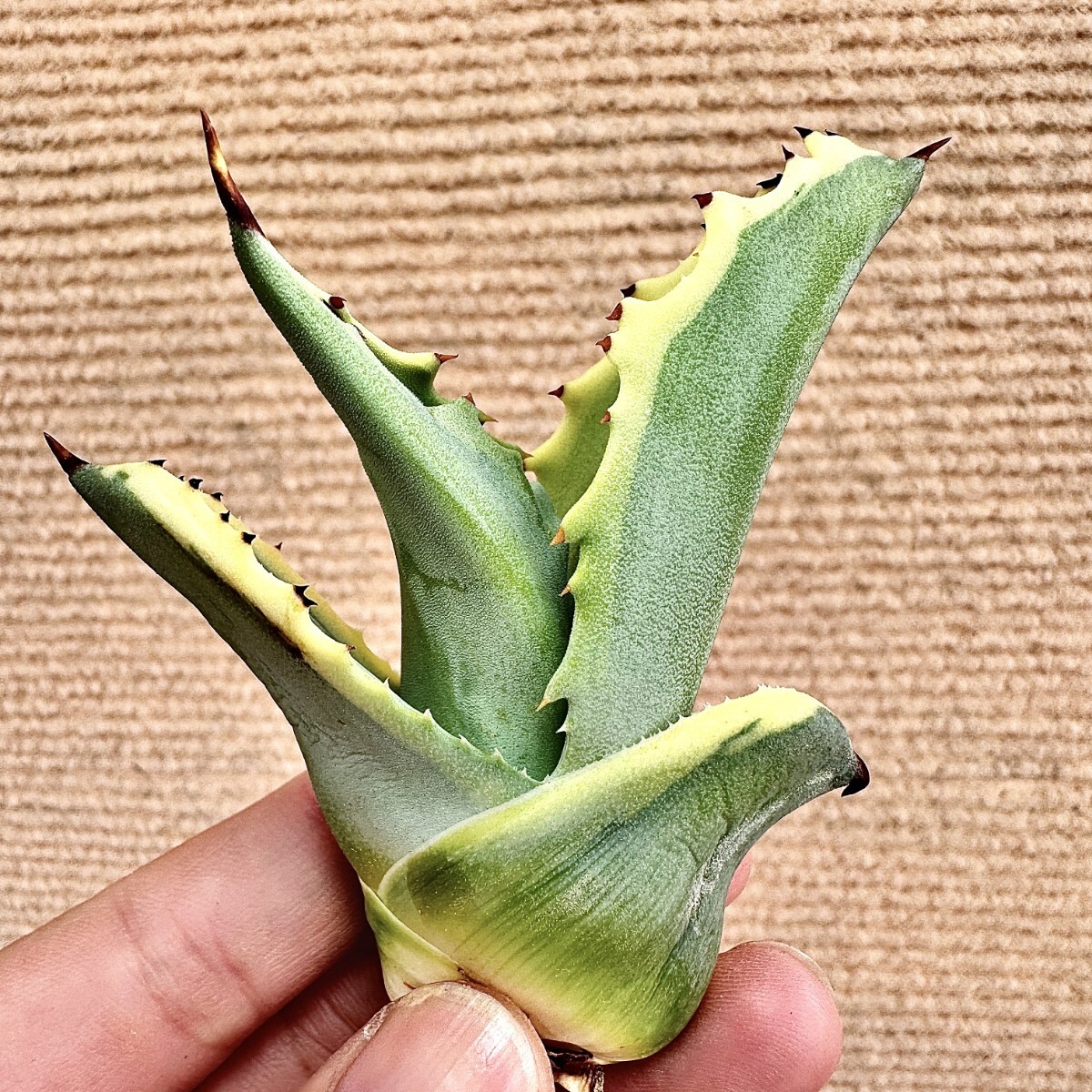 Lj_plants】Q494 激レア高級品種 アガベ サルミアナ リップル Lj_plants】Q494 激レア高級品種 アガベ サルミアナ リップル