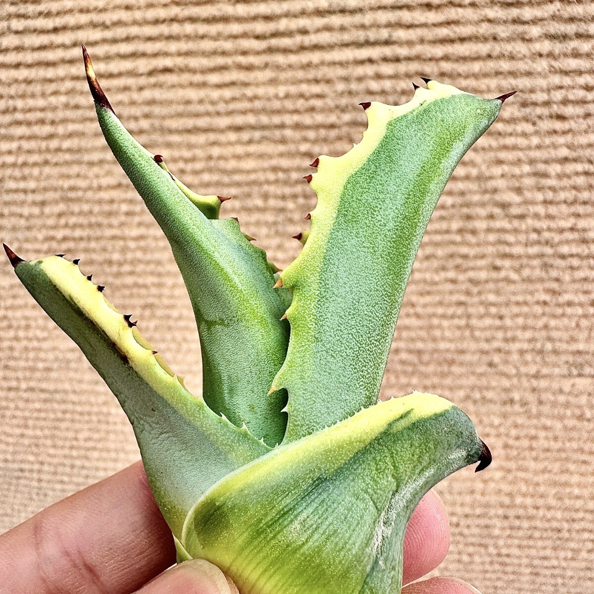 Lj_plants】Q494 激レア高級品種 アガベ サルミアナ リップル Lj_plants】Q494 激レア高級品種 アガベ サルミアナ リップル