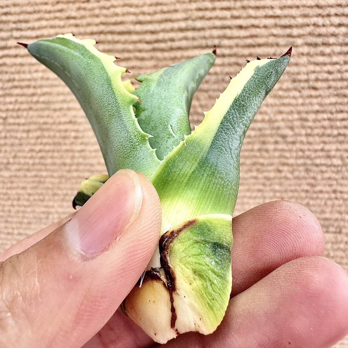 Lj_plants】Q494 激レア高級品種 アガベ サルミアナ リップル Lj_plants】Q494 激レア高級品種 アガベ サルミアナ リップル