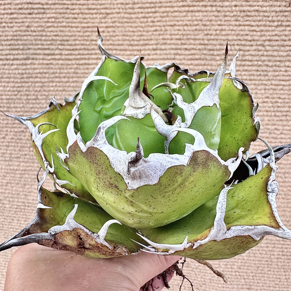 Lj_plants】Q431 激レア高級品種 アガベ チタノタ 白鯨 極上強棘 Lj_plants】Q431 激レア高級品種 アガベ チタノタ 白鯨 極上強棘