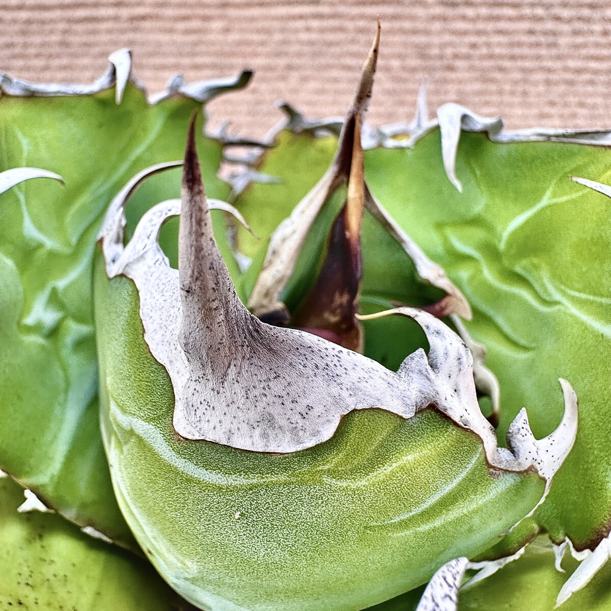 Lj_plants】Q431 激レア高級品種 アガベ チタノタ 白鯨 極上強棘 Lj_plants】Q431 激レア高級品種 アガベ チタノタ 白鯨 極上強棘