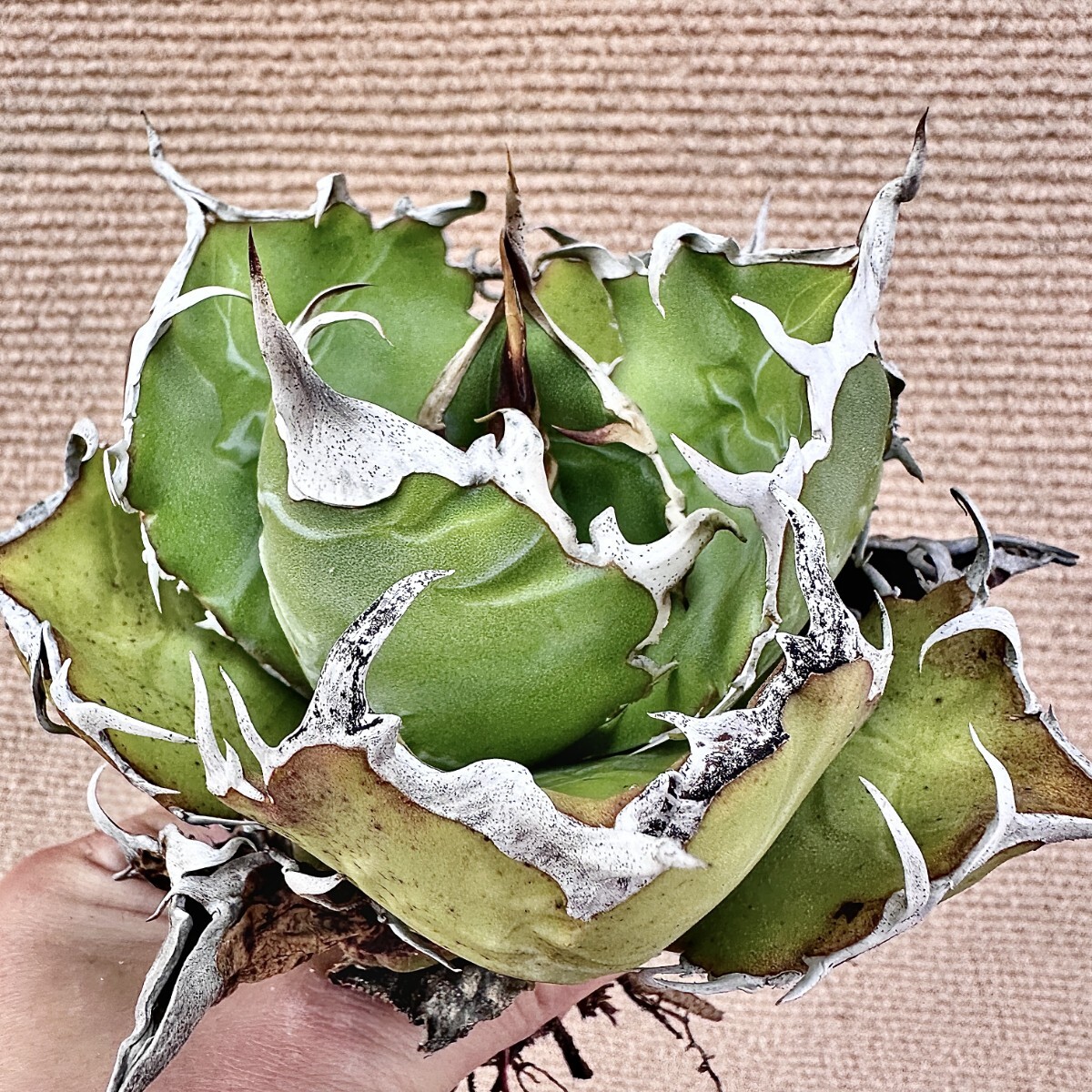 Lj_plants】Q431 激レア高級品種 アガベ チタノタ 白鯨 極上強棘 Lj_plants】Q431 激レア高級品種 アガベ チタノタ 白鯨 極上強棘