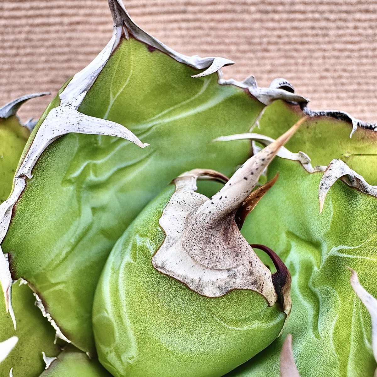 Lj_plants】Q431 激レア高級品種 アガベ チタノタ 白鯨 極上強棘 Lj_plants】Q431 激レア高級品種 アガベ チタノタ 白鯨 極上強棘
