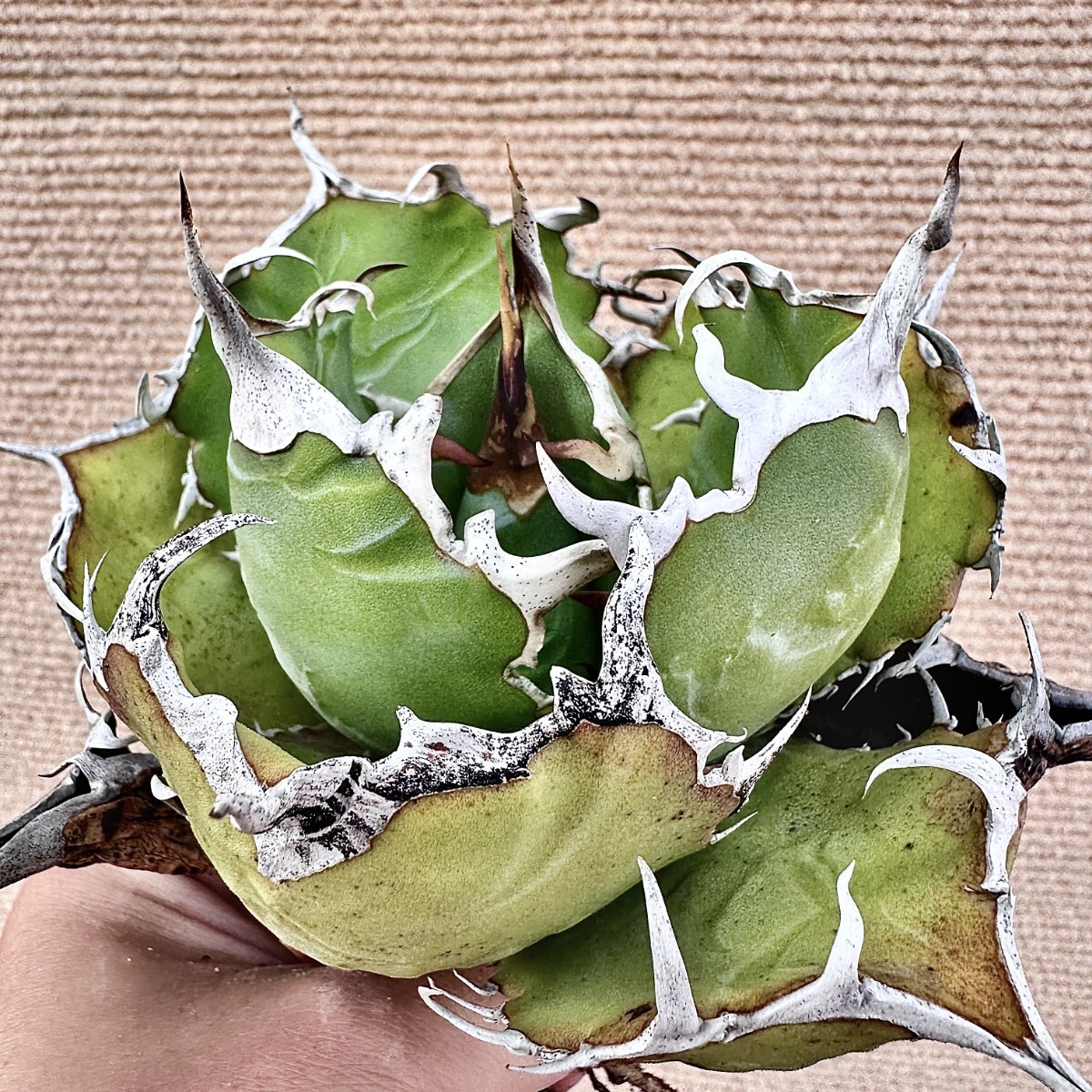 Lj_plants】Q431 激レア高級品種 アガベ チタノタ 白鯨 極上強棘 Lj_plants】Q431 激レア高級品種 アガベ チタノタ 白鯨 極上強棘