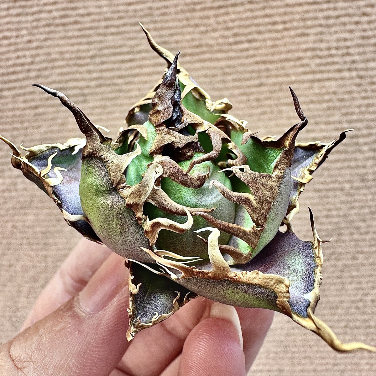Lj_plants】Q404 激レア高級品種 アガベ チタノタ シーザー Lj_plants】Q404 激レア高級品種 アガベ チタノタ シーザー