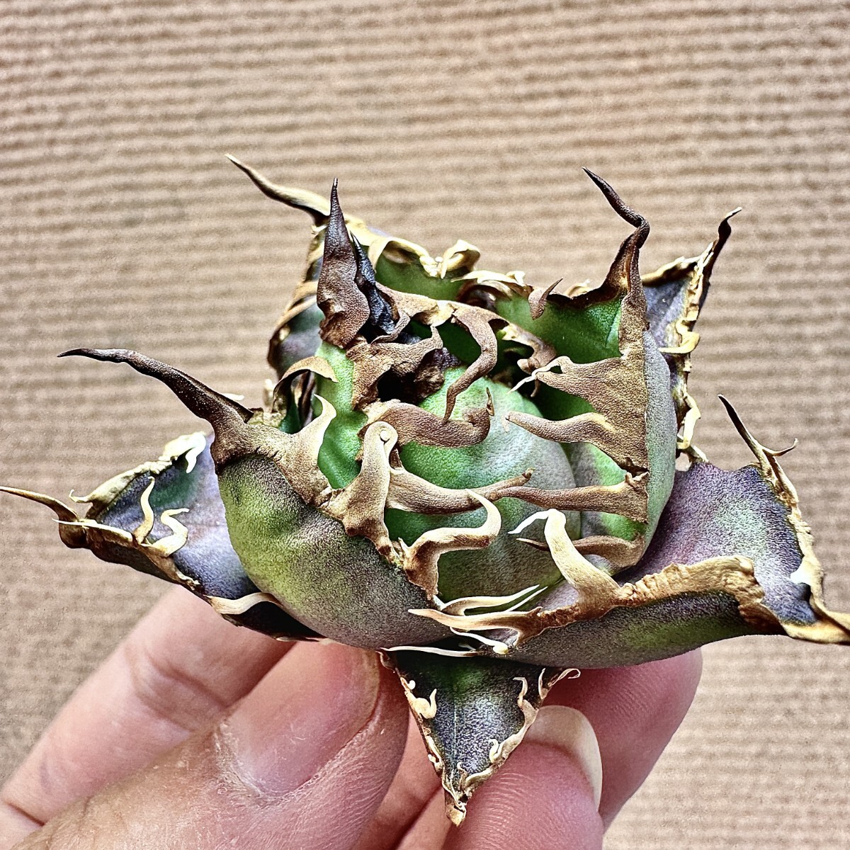 Lj_plants】Q404 激レア高級品種 アガベ チタノタ シーザー Lj_plants】Q404 激レア高級品種 アガベ チタノタ シーザー