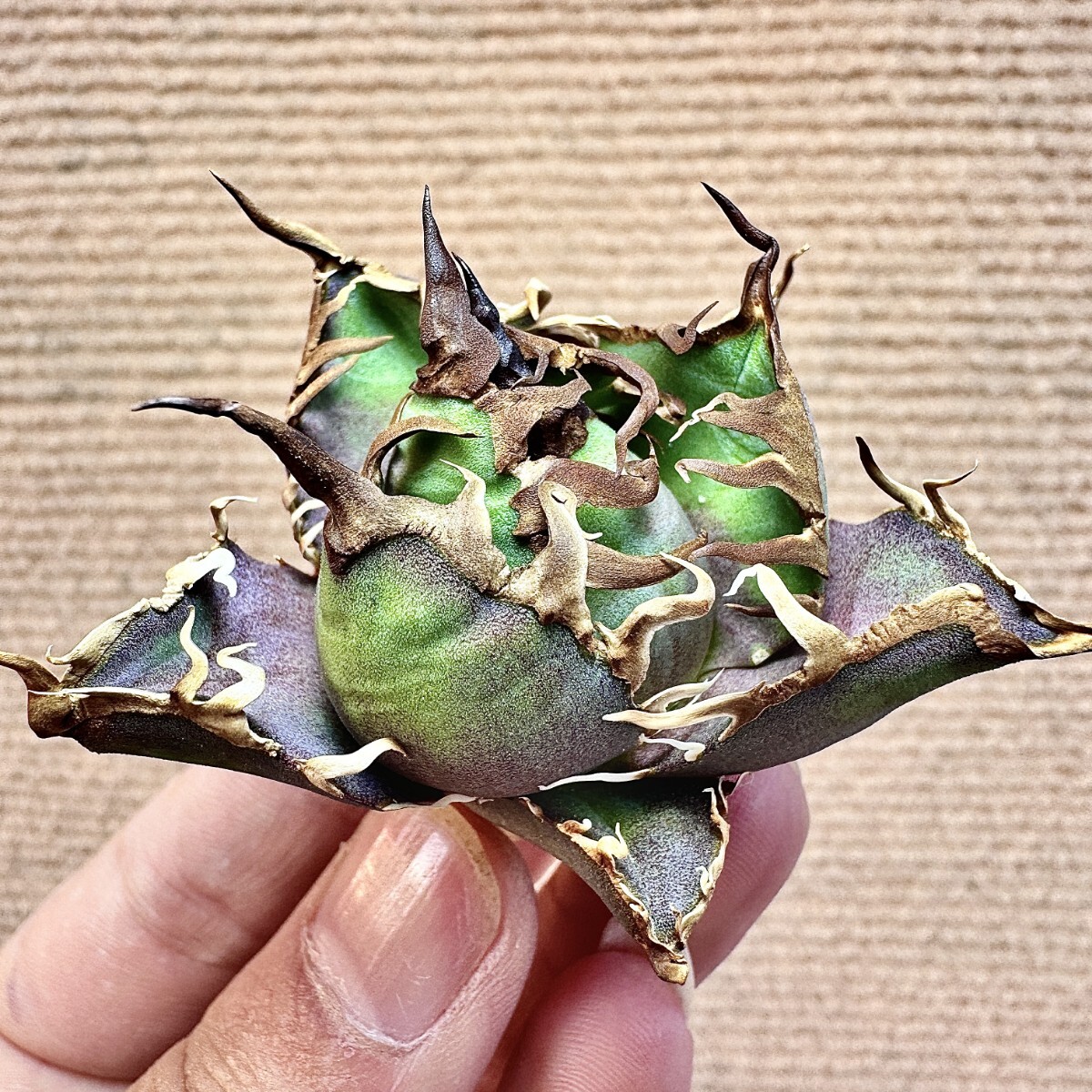 Lj_plants】Q404 激レア高級品種 アガベ チタノタ シーザー Lj_plants】Q404 激レア高級品種 アガベ チタノタ シーザー