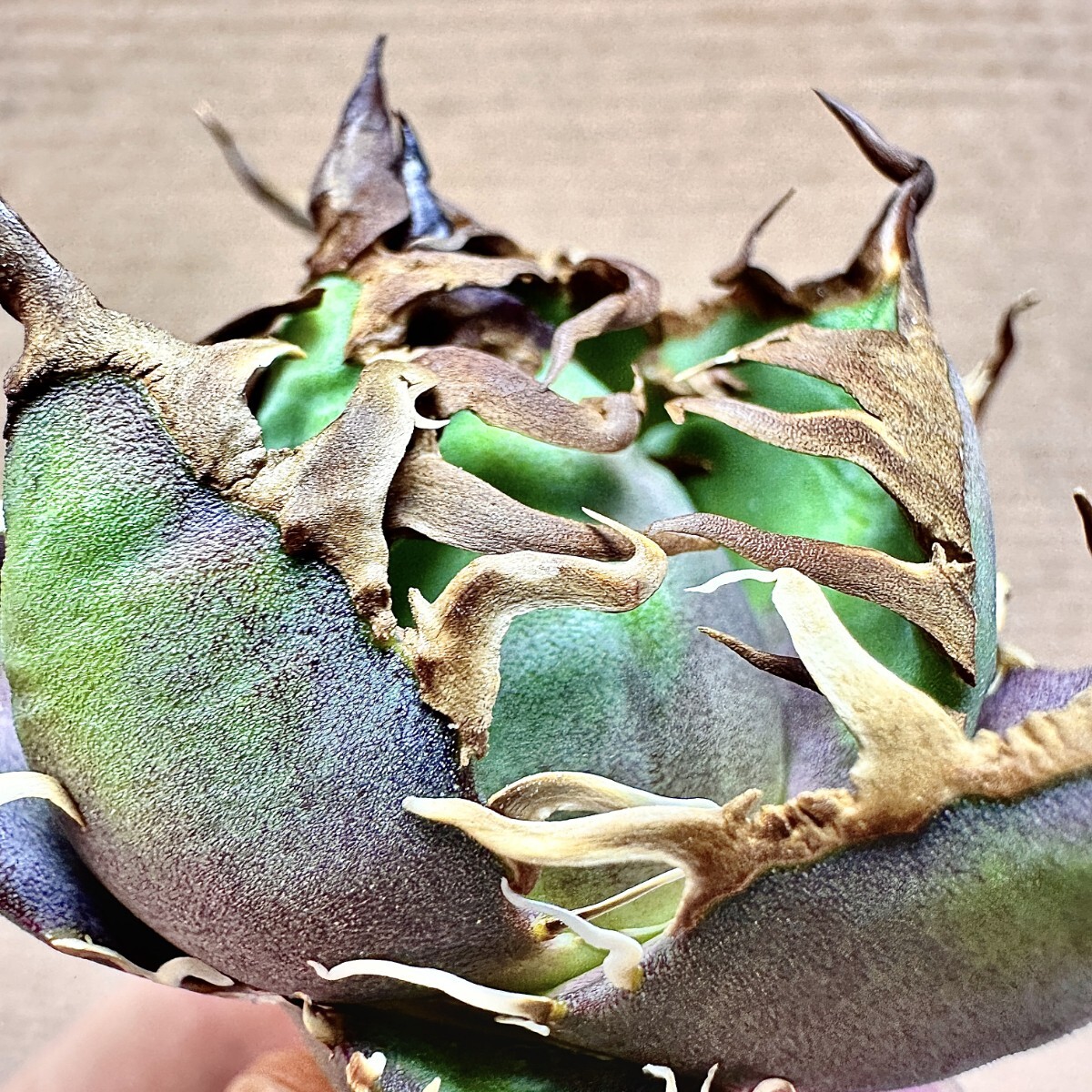 Lj_plants】Q404 激レア高級品種 アガベ チタノタ シーザー Lj_plants】Q404 激レア高級品種 アガベ チタノタ シーザー