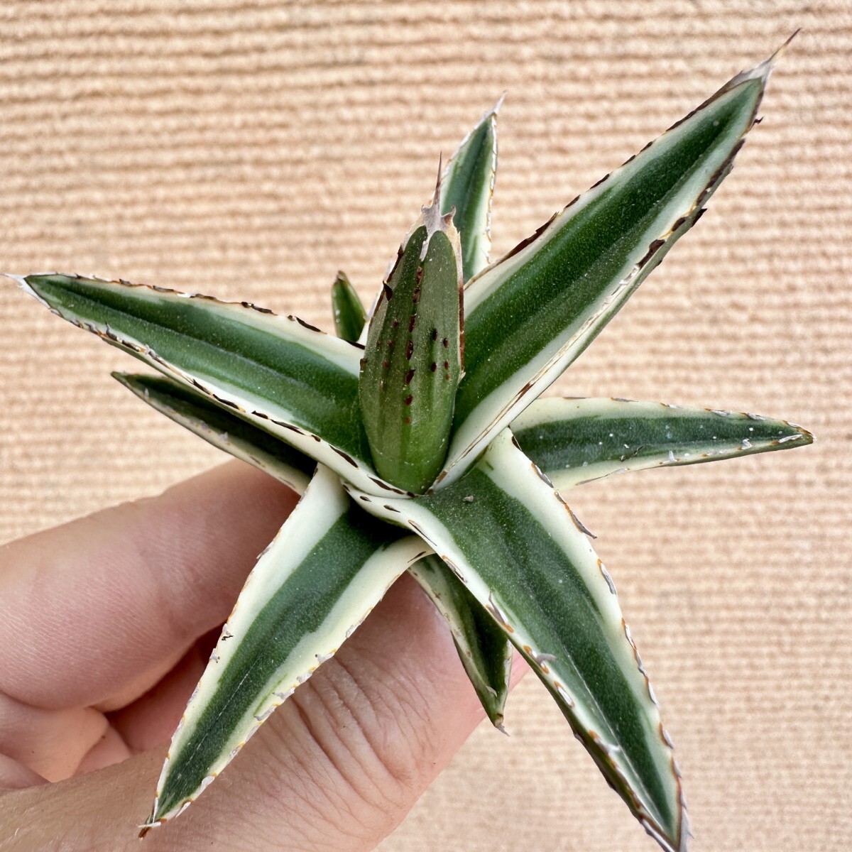 Lj_plants】Q513 多肉植物 アガベ 丸叶氷山 特殊錦 覆輪錦 極上 Lj_plants】Q513 多肉植物 アガベ 丸叶氷山 特殊錦 覆輪錦 極上