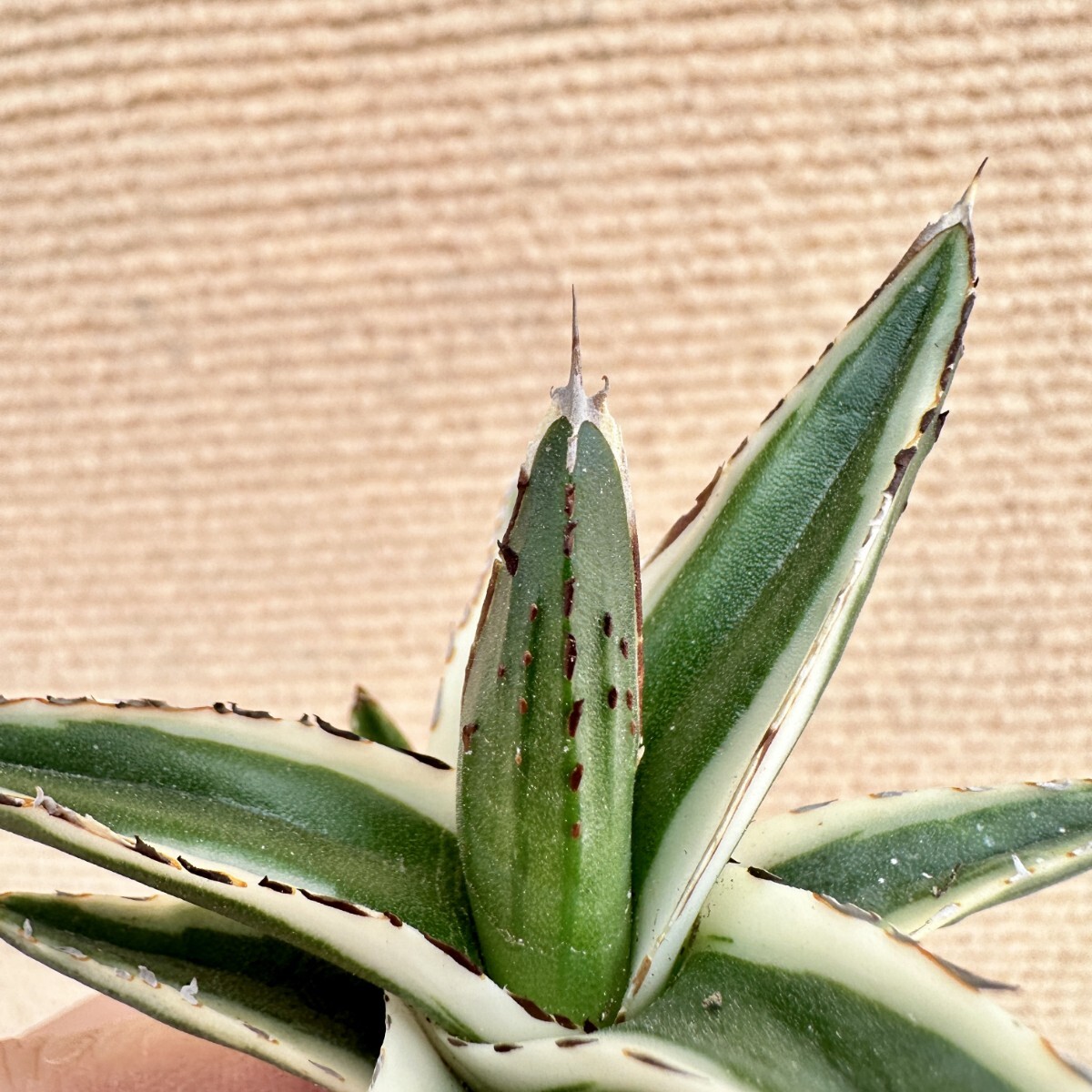 Lj_plants】Q513 多肉植物 アガベ 丸叶氷山 特殊錦 覆輪錦 極上 Lj_plants】Q513 多肉植物 アガベ 丸叶氷山 特殊錦 覆輪錦 極上