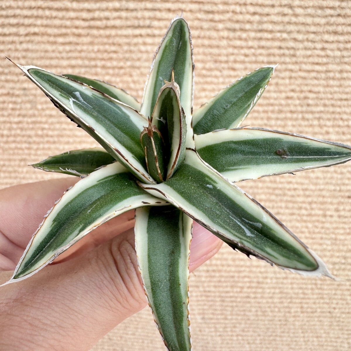 Lj_plants】Q514 多肉植物 アガベ 丸叶氷山 特殊錦 覆輪錦 極上 Lj_plants】Q514 多肉植物 アガベ 丸叶氷山 特殊錦 覆輪錦 極上
