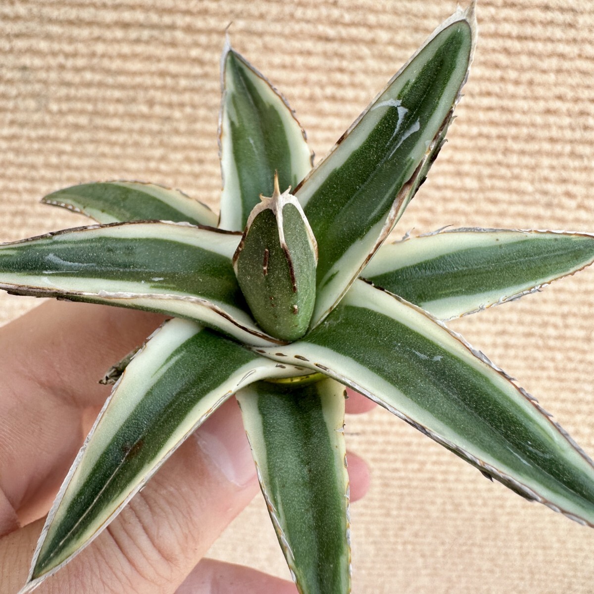 Lj_plants】Q514 多肉植物 アガベ 丸叶氷山 特殊錦 覆輪錦 極上 Lj_plants】Q514 多肉植物 アガベ 丸叶氷山 特殊錦 覆輪錦 極上