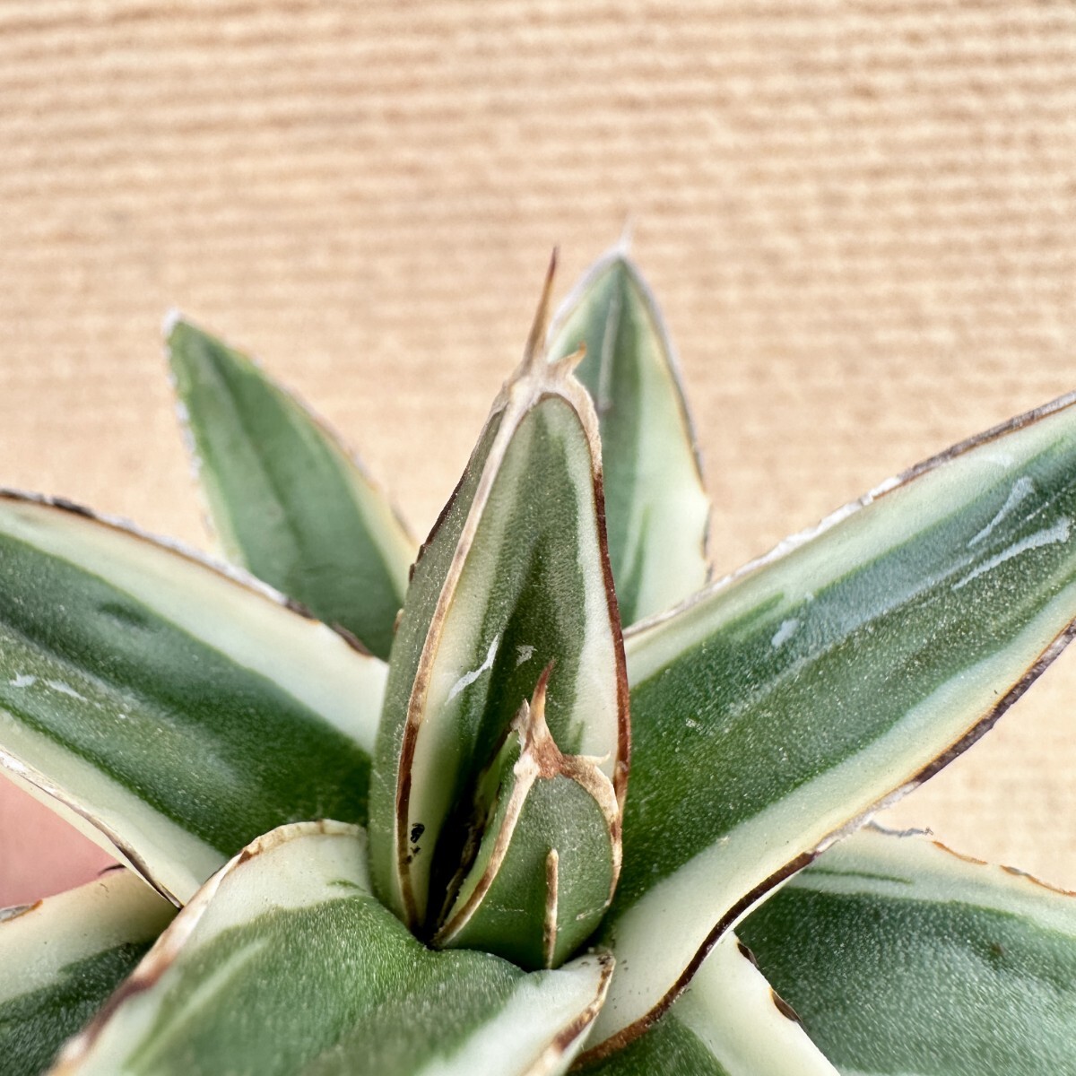 Lj_plants】Q514 多肉植物 アガベ 丸叶氷山 特殊錦 覆輪錦 極上 Lj_plants】Q514 多肉植物 アガベ 丸叶氷山 特殊錦 覆輪錦 極上