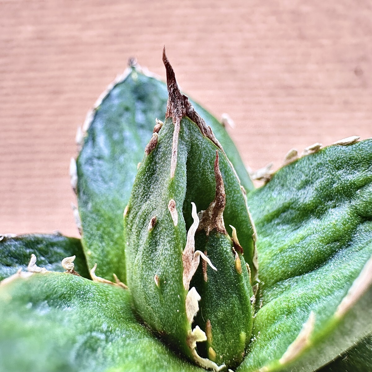 Lj_plants】Q637 新種の先発です 貴重な希少種 多肉植物 アガベ Lj_plants】Q637 新種の先発です 貴重な希少種 多肉植物 アガベ