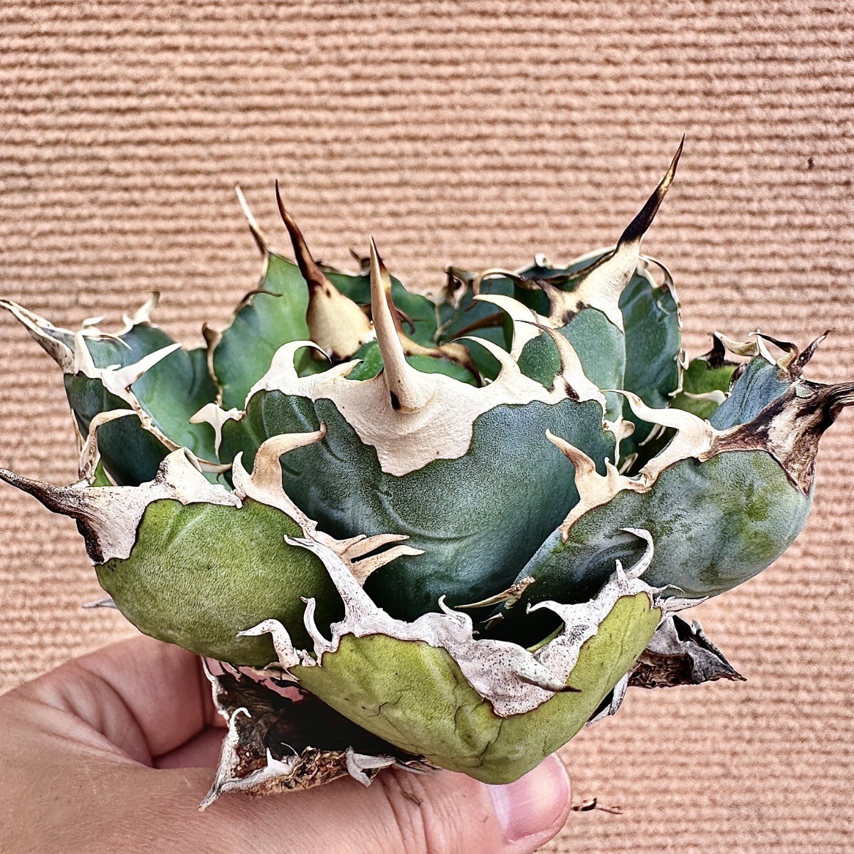 Lj_plants】Q655 激レア高級品種 アガベ チタノタ 白鯨 極上強棘 Lj_plants】Q655 激レア高級品種 アガベ チタノタ 白鯨 極上強棘