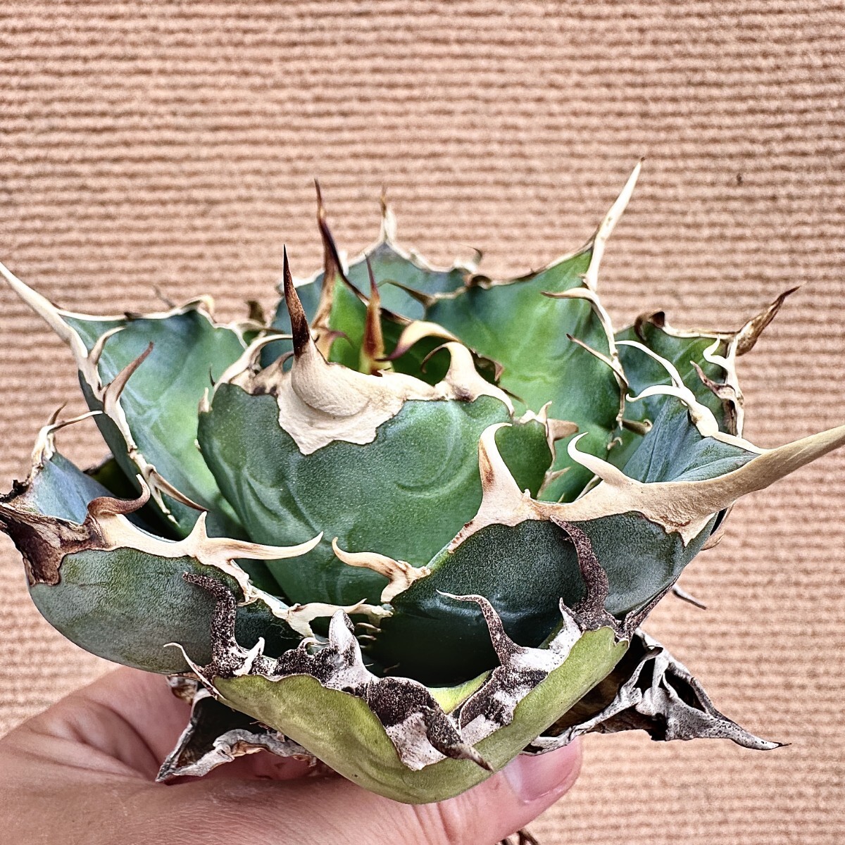 Lj_plants】Q655 激レア高級品種 アガベ チタノタ 白鯨 極上強棘 Lj_plants】Q655 激レア高級品種 アガベ チタノタ 白鯨 極上強棘