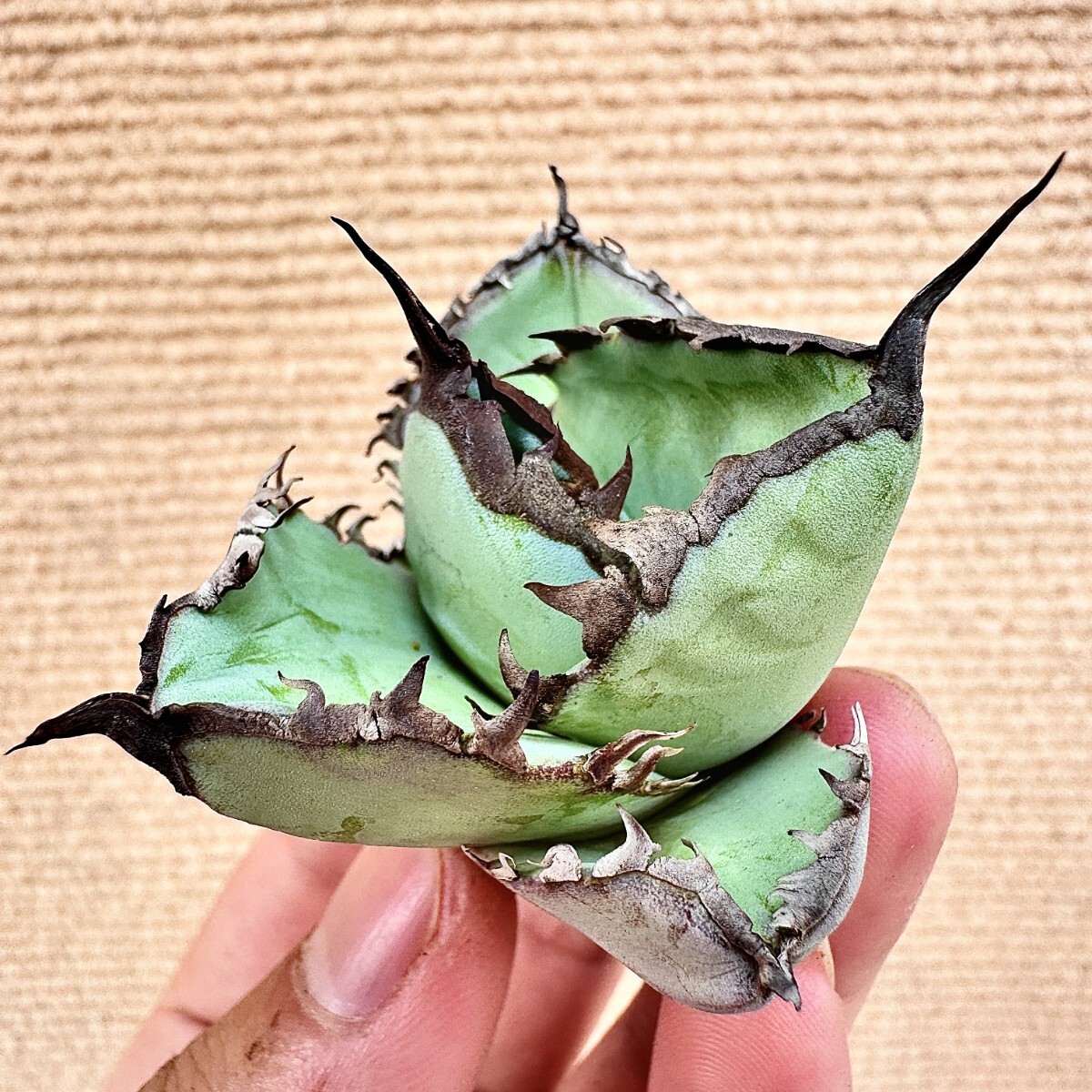 Lj_plants】Q689 激レア高級品種 アガベ チタノタ フカ 極上強棘 Lj_plants】Q689 激レア高級品種 アガベ チタノタ フカ 極上強棘