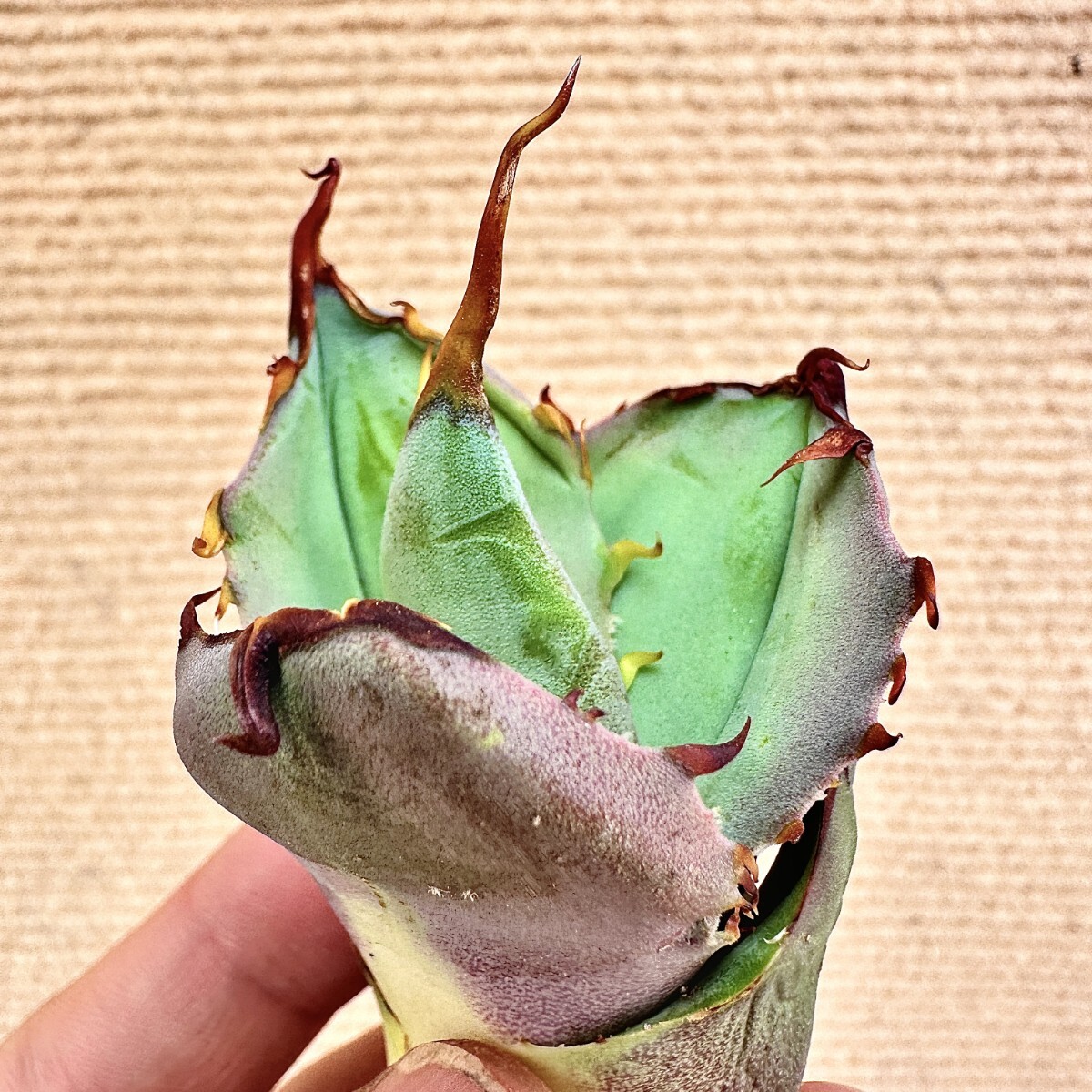 Lj_plants】Q683 激レア高級品種 アガベ agave チタノタ×ブルー Lj_plants】Q683 激レア高級品種 アガベ agave チタノタ×ブルー