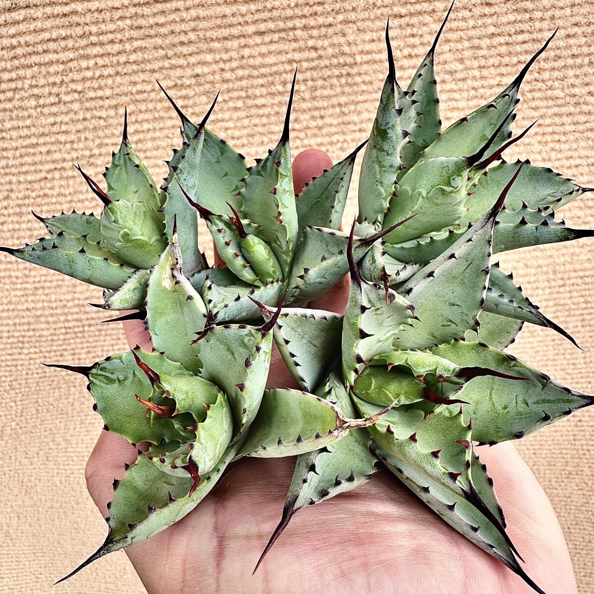 Lj_plants】Q682 多肉植物 アガベ 強曲棘八荒雷神 超陽炎 強棘 Lj_plants】Q682 多肉植物 アガベ 強曲棘八荒雷神 超陽炎 強棘