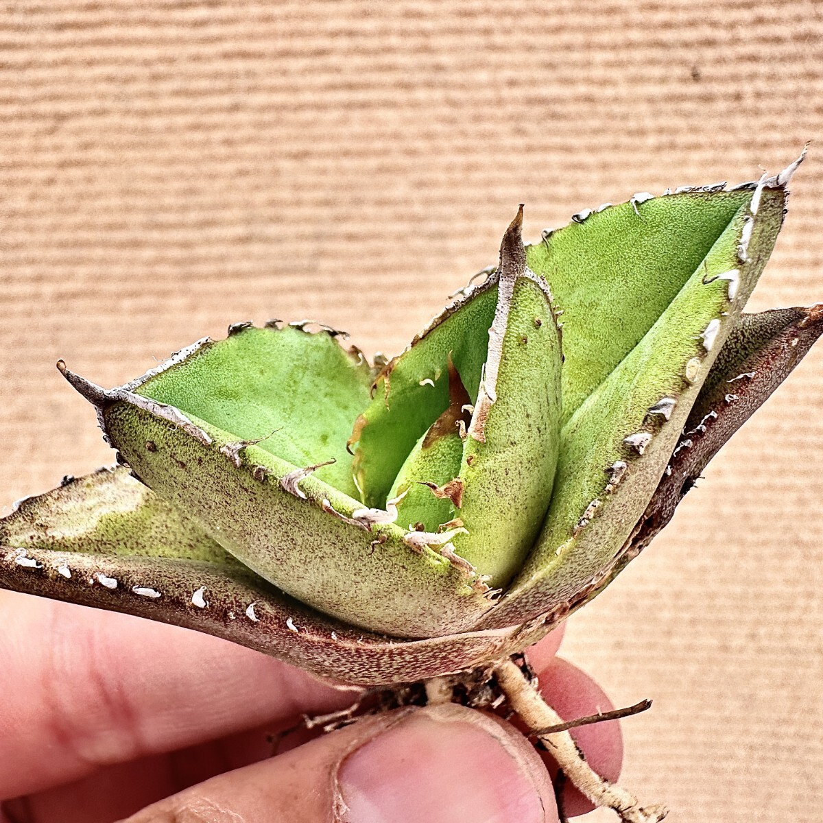 Lj_plants】Q639 多肉植物 アガベ チタノタ Agave titanota'Hyou Lj_plants】Q639 多肉植物 アガベ チタノタ Agave titanota'Hyou