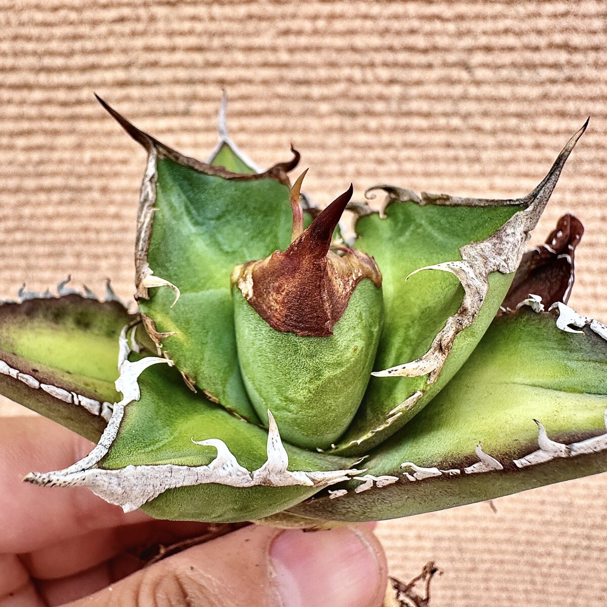 Lj_plants】Q642 激レア高級品種 アガベ チタノタ 綠幽靈 agave Lj_plants】Q642 激レア高級品種 アガベ チタノタ 綠幽靈 agave