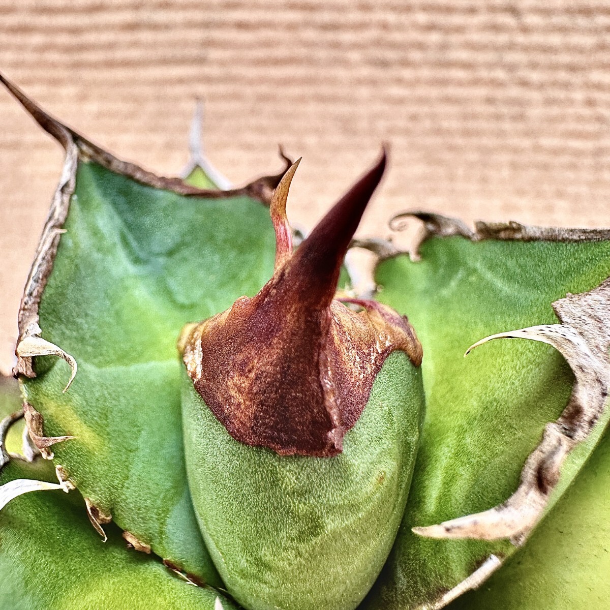 Lj_plants】Q642 激レア高級品種 アガベ チタノタ 綠幽靈 agave Lj_plants】Q642 激レア高級品種 アガベ チタノタ 綠幽靈 agave