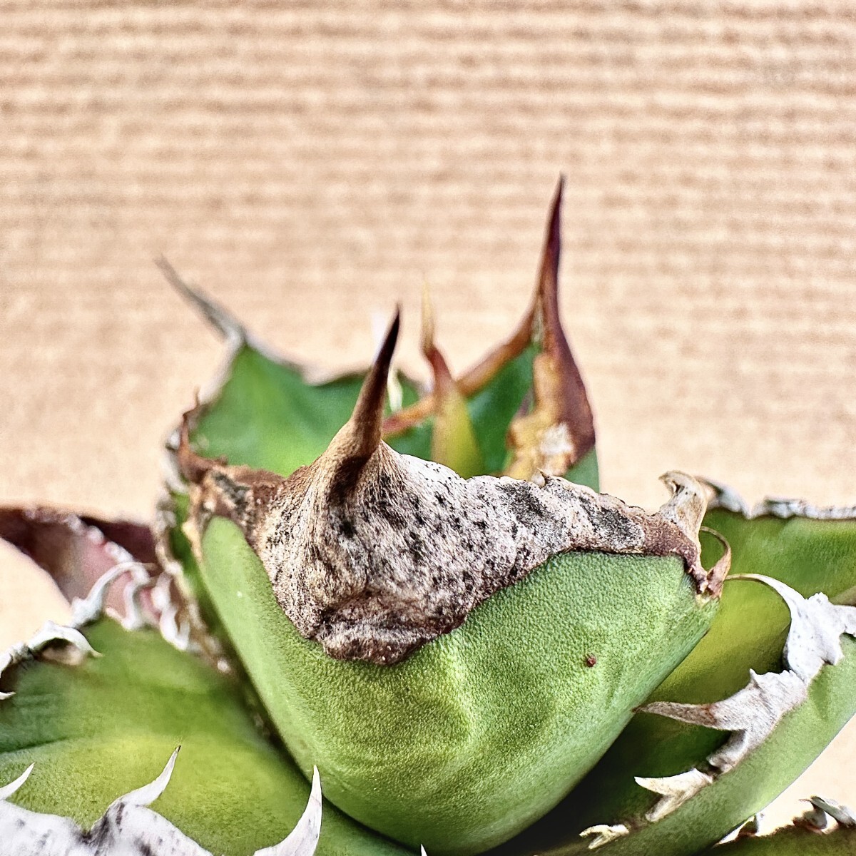 Lj_plants】Q642 激レア高級品種 アガベ チタノタ 綠幽靈 agave Lj_plants】Q642 激レア高級品種 アガベ チタノタ 綠幽靈 agave