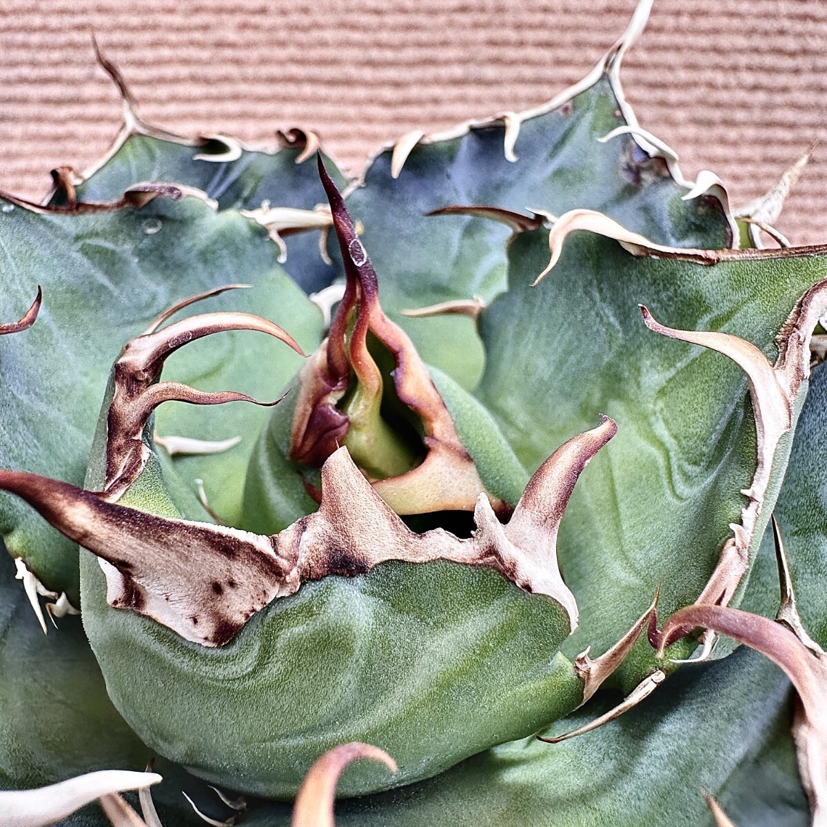 Lj_plants】Q656 激レア高級品種 アガベ チタノタ 白鯨 極上強棘 Lj_plants】Q656 激レア高級品種 アガベ チタノタ 白鯨 極上強棘
