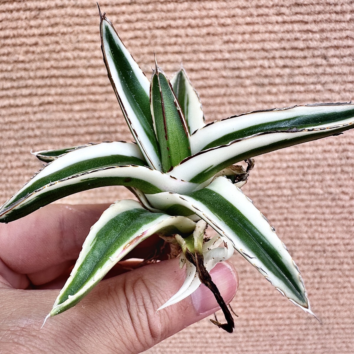 Lj_plants】Q686 多肉植物 アガベ 丸叶氷山 特殊錦 覆輪錦 極上 Lj_plants】Q686 多肉植物 アガベ 丸叶氷山 特殊錦 覆輪錦 極上