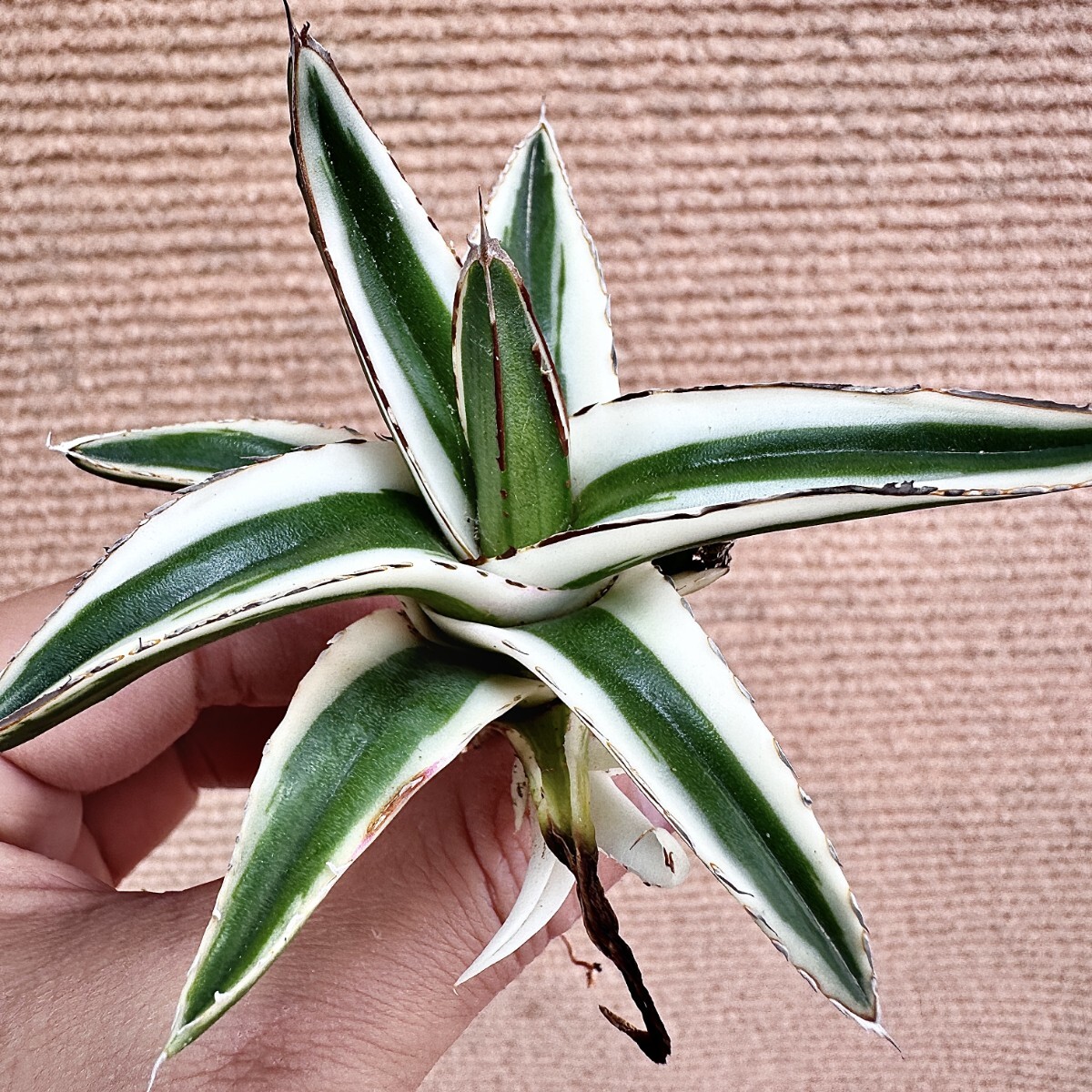 Lj_plants】Q686 多肉植物 アガベ 丸叶氷山 特殊錦 覆輪錦 極上 Lj_plants】Q686 多肉植物 アガベ 丸叶氷山 特殊錦 覆輪錦 極上