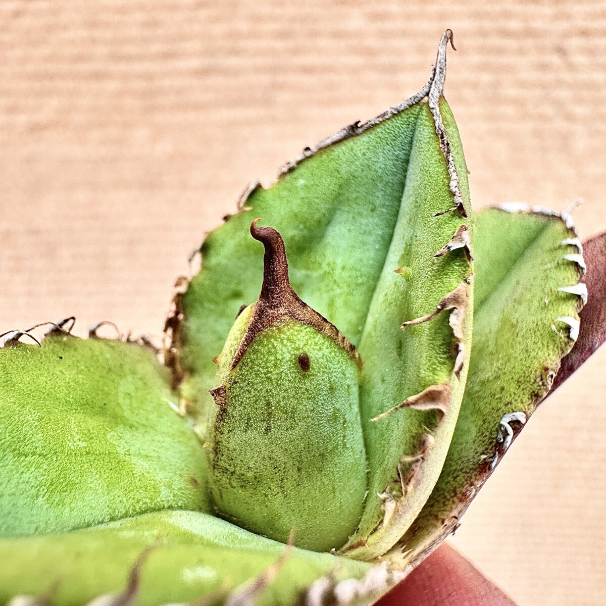 Lj_plants】Q640 多肉植物 アガベ チタノタ Agave titanota'Hyou Lj_plants】Q640 多肉植物 アガベ チタノタ Agave titanota'Hyou