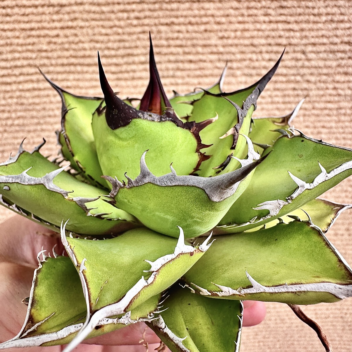 Lj_plants】Q766 アガベ チタノタ 'Panda' 熊猫 パンダ 強棘 Lj_plants】Q766 アガベ チタノタ 'Panda' 熊猫 パンダ 強棘