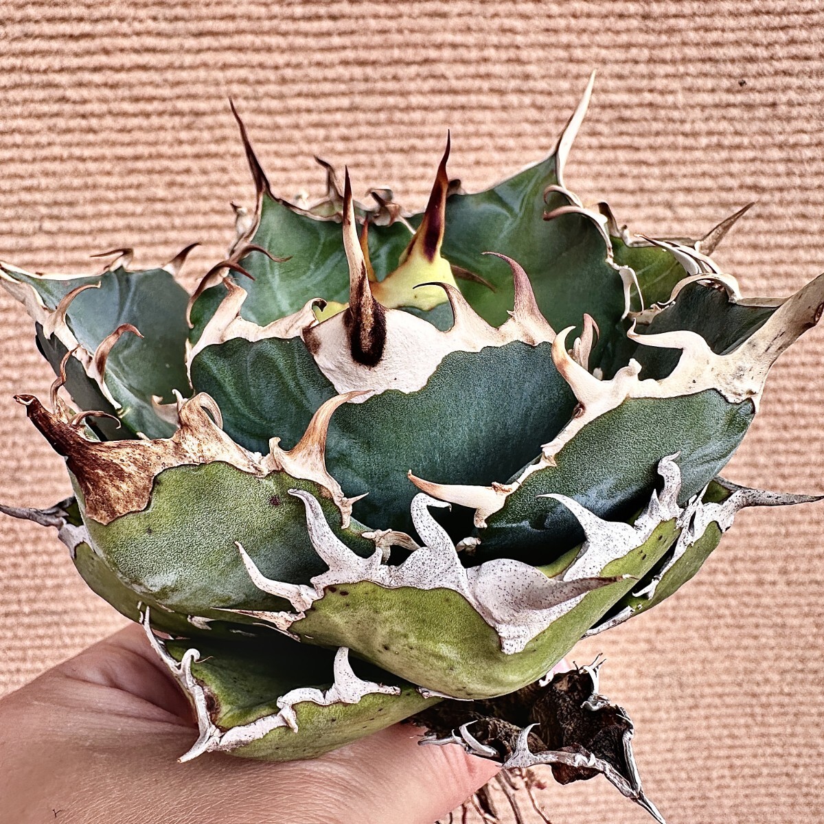 Lj_plants】Q755 激レア高級品種 アガベ チタノタ 白鯨 極上強棘 Lj_plants】Q755 激レア高級品種 アガベ チタノタ 白鯨 極上強棘