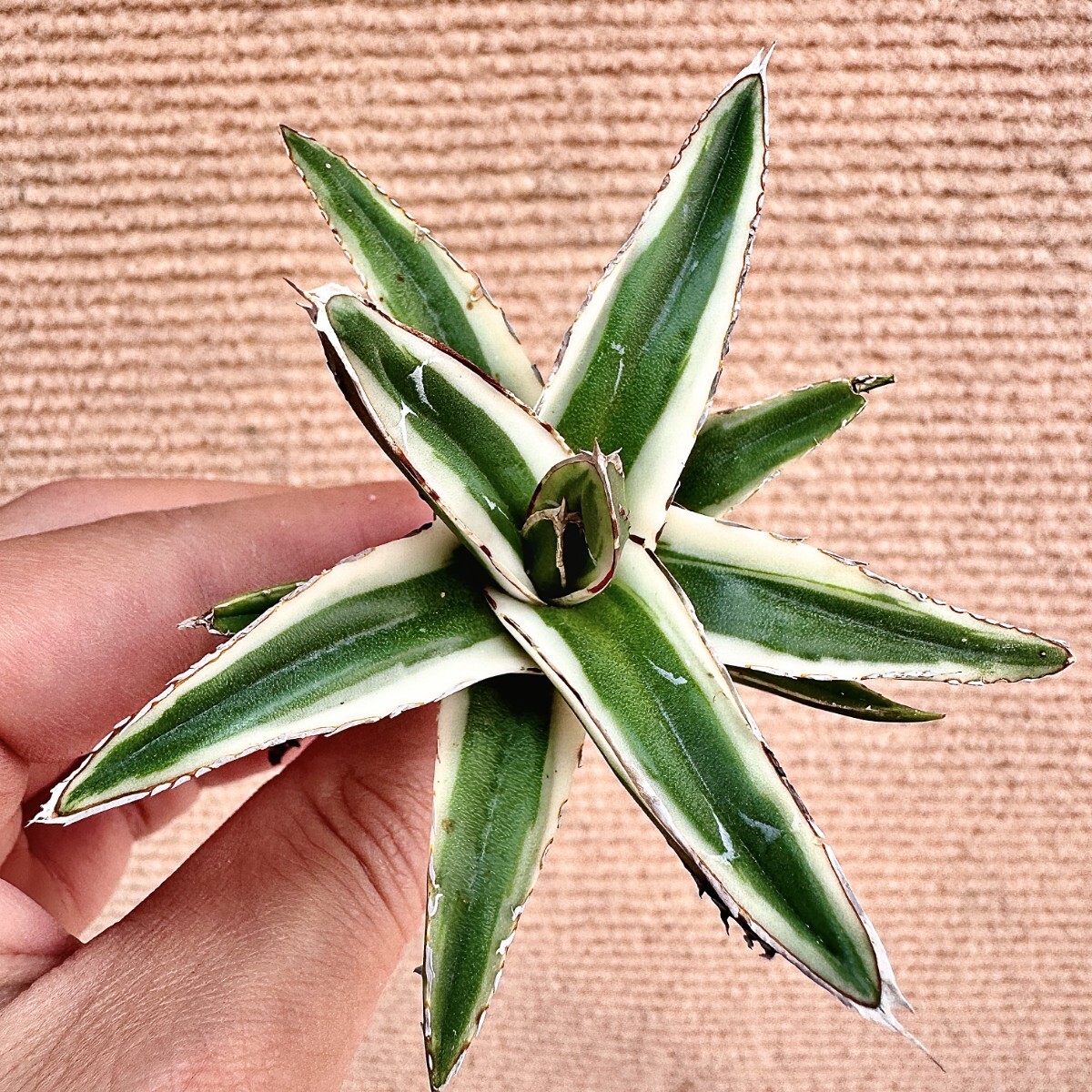Lj_plants】Q785 多肉植物 アガベ 笹の雪丸叶氷山 特殊錦 覆輪錦 Lj_plants】Q785 多肉植物 アガベ 笹の雪丸叶氷山 特殊錦 覆輪錦